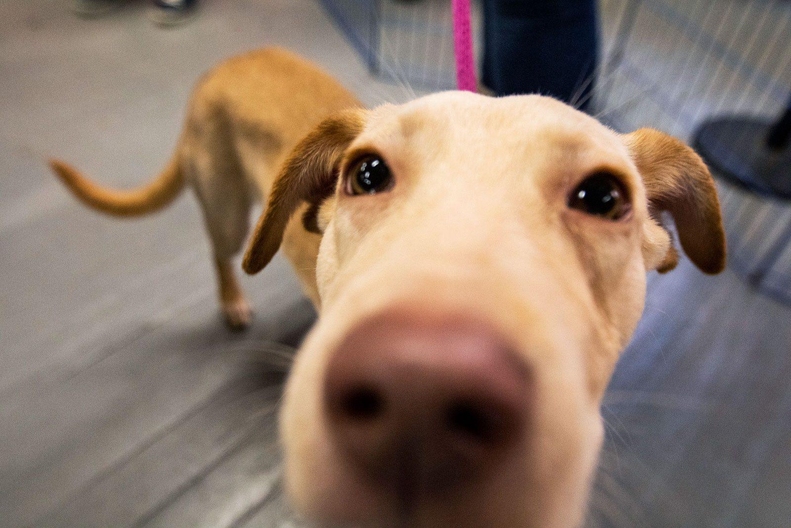 Another puppy at the adoption event was five-month-old labrador retriever mix Junie, who came from Arkansas to Boston to be set up with an LHK9 foster volunteer. SOFIA KOYAMA/ DAILY FREE PRESS STAFF
