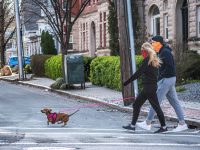 Two people walking a dog in brookline massachusetts