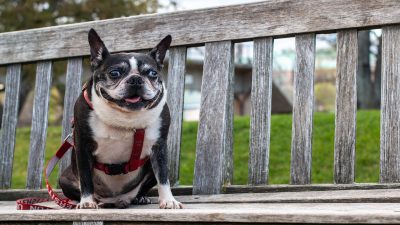 BU mourns the death of real-life Terrier mascot Rhett – The Daily Free Press