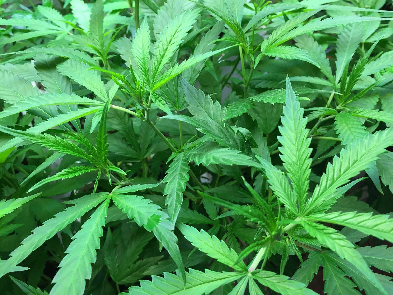 Pro-marijuana groups like YES on 4 have been raising millions of dollars in campaign funds before the question of legalization is decided on election day. PHOTO COURTESY WIKIMEDIA COMMONS
