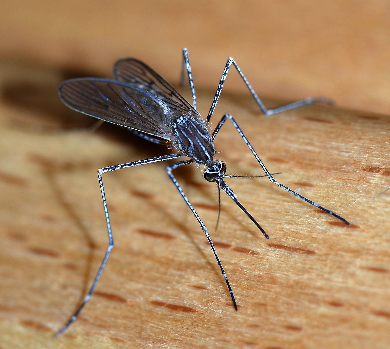 Despite international panic about the spread of the Zika virus, Anita Barry, director of the Infectious Disease Bureau at the Boston Public Health Commission, said she believes Boston won’t “see much local transmission.” PHOTO COURTESY WIKIMEDIA