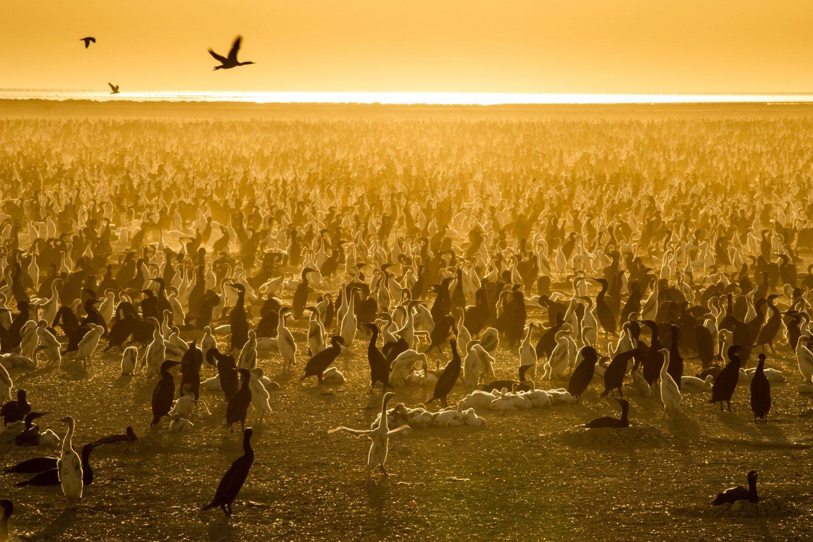 A still from Netflix’s new eight-part wildlife series, “Our Planet,” which debuted Friday. COURTESY OF NETFLIX MEDIA