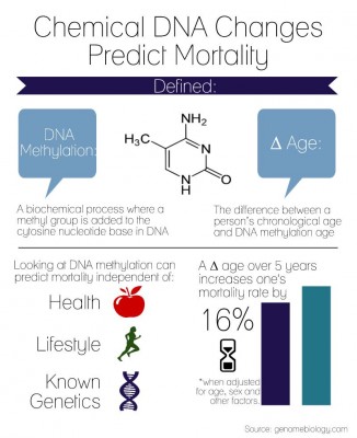Boston University researchers contributed to a study published Friday about how chemical changes in DNA predict aging. GRAPHIC BY ALEXANDRA WIMLEY/DAILY FREE PRESS STAFF