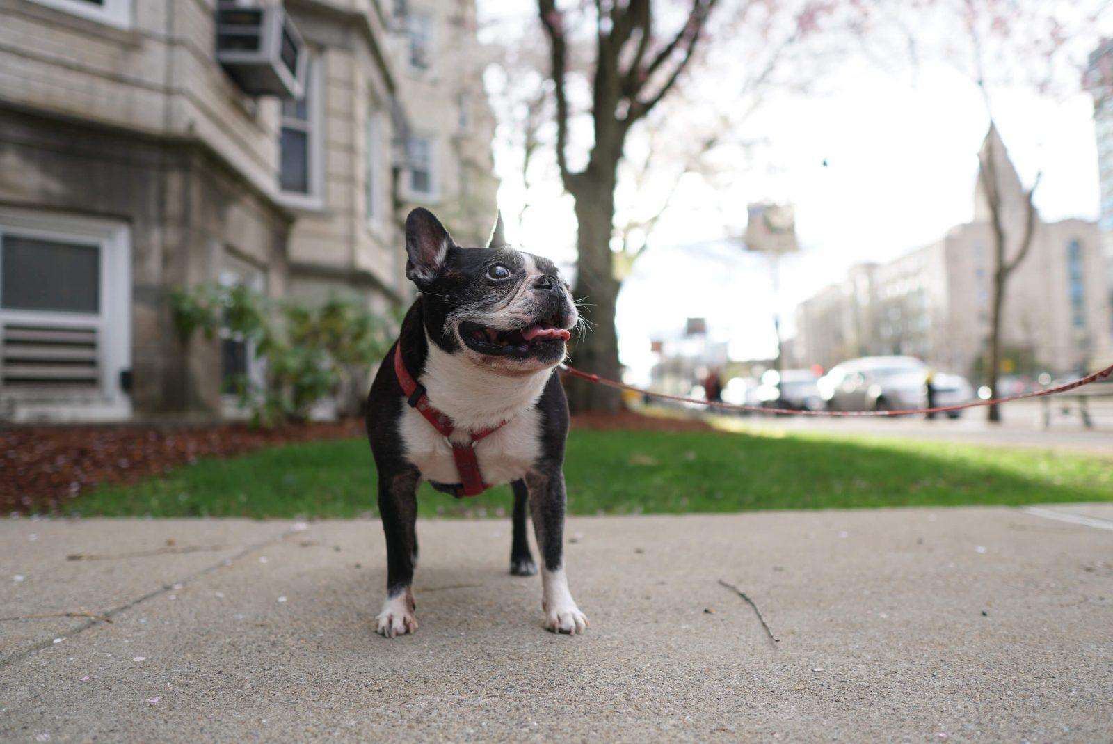 Rhett on his leash. SOPHIE PARK/ DFP STAFF