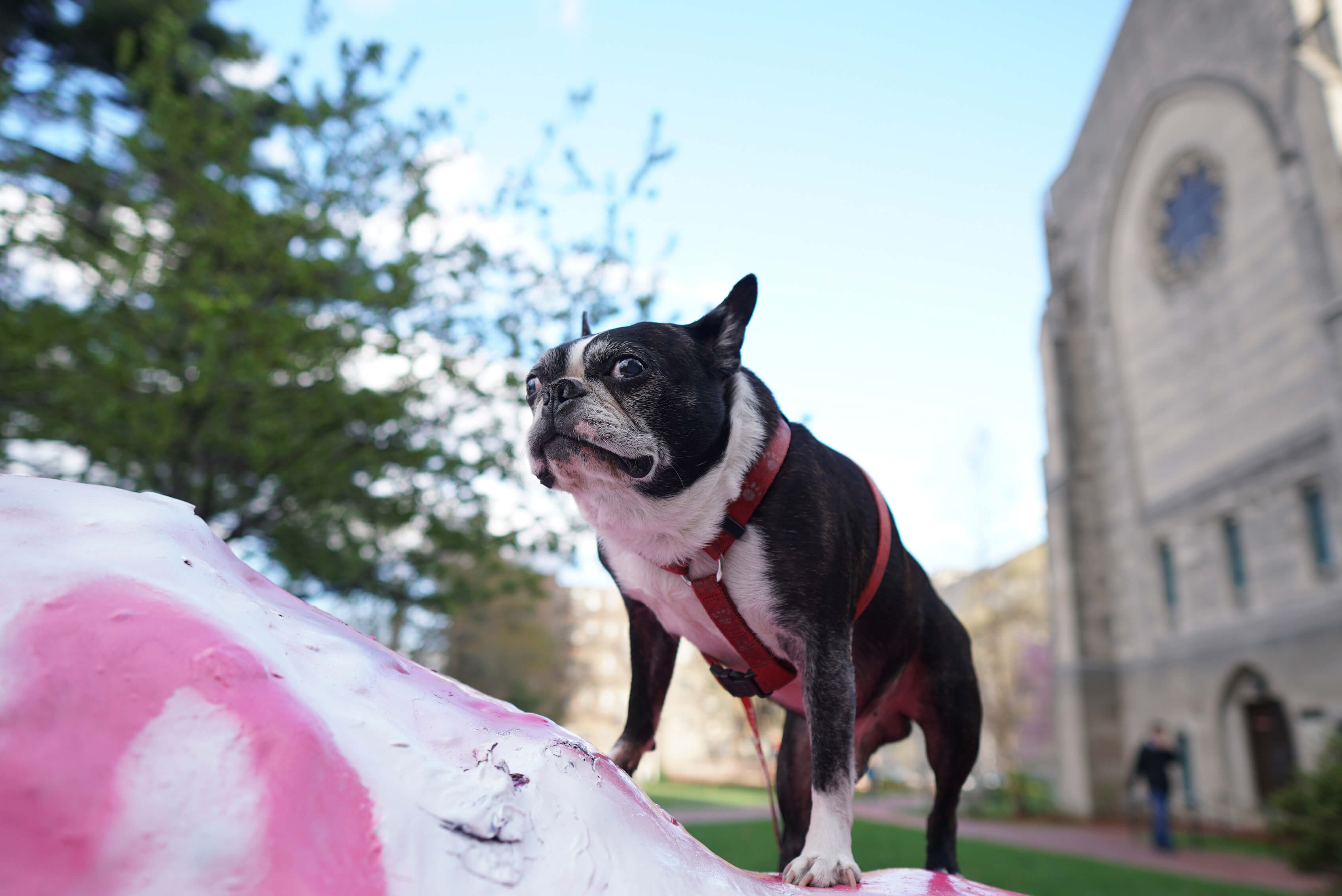 BU mourns the death of real-life Terrier mascot Rhett – The Daily Free Press