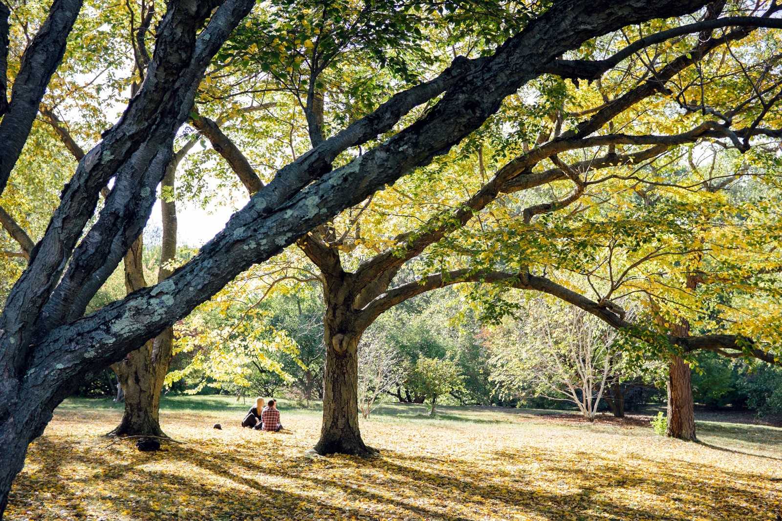 In a recent study, The Yale School of Forestry & Environmental Studies has found that since the start of human civilization, the number of trees has decreased 46 percent. PHOTO ILLUSTRATION BY BRIAN SONG/DFP STAFF