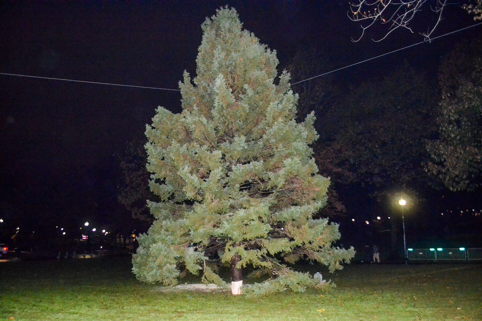 Boston’s official Christmas tree in the Boston Common, which arrived from Nova Scotia Tuesday morning. CAROLINE FERNANDEZ/ DAILY FREE PRESS STAFF