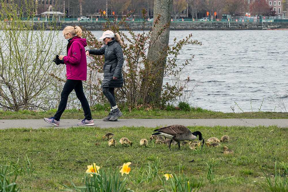 Two people walk along the Charles River Esplanade. Boston University scientists say decreased traffic during the pandemic has led to positive changes in Boston’s environment. LAURYN ALLEN/ DAILY FREE PRESS STAFF
