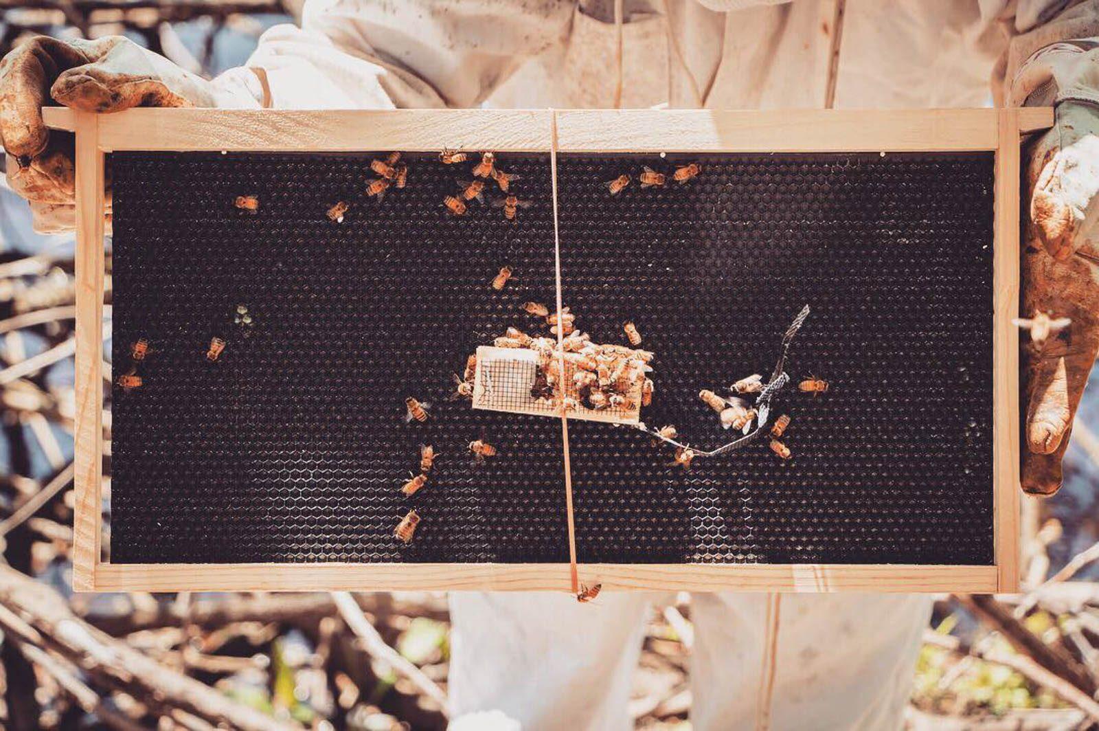 The Boston University Beekeepers club, founded in 2010, looks after a beehive across the Charles River. PHOTO COURTESY OF RAVI PATEL