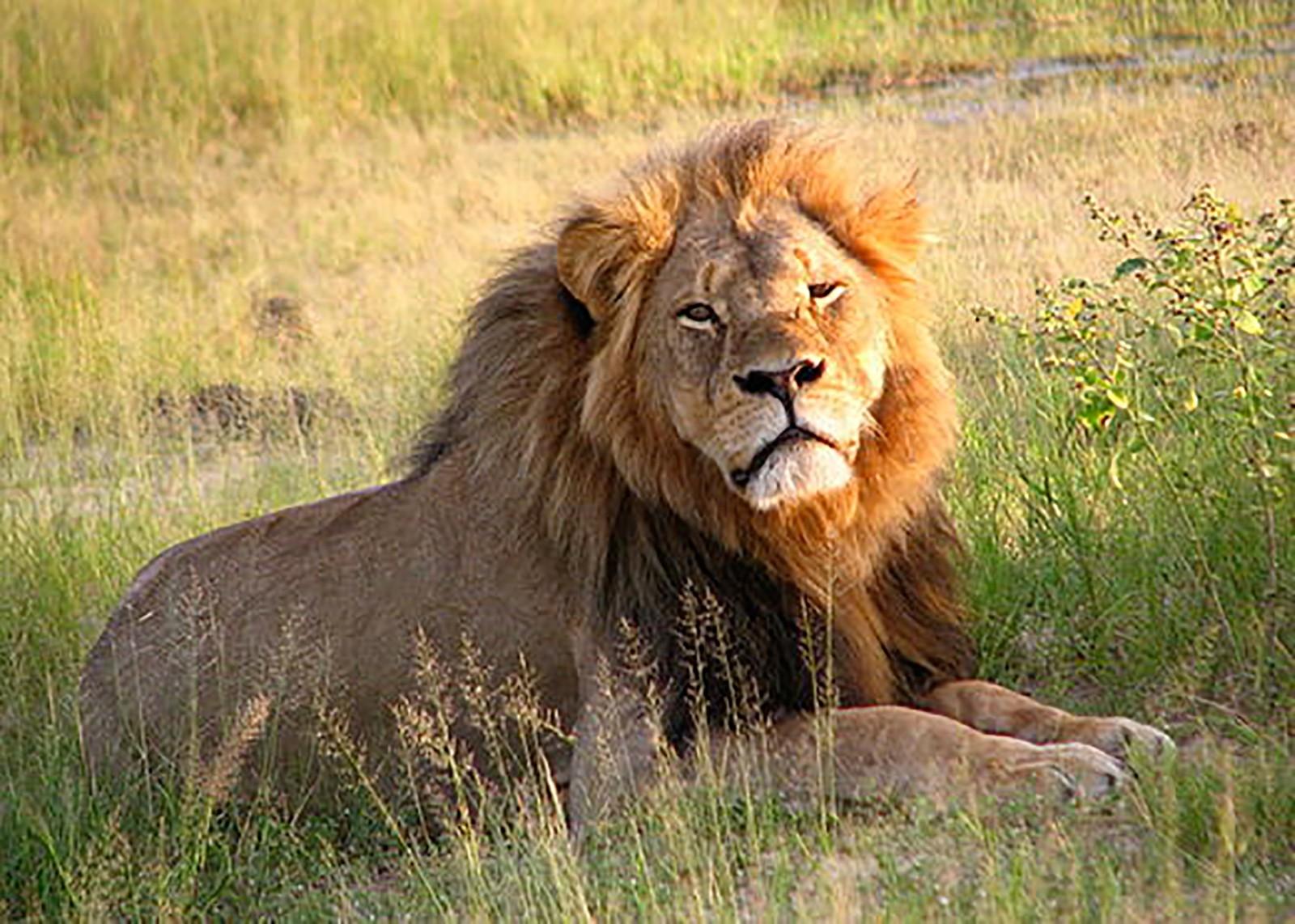 EDITORIAL: Sensationalized "Cecil the lion" story is exemplary of outrage journalism