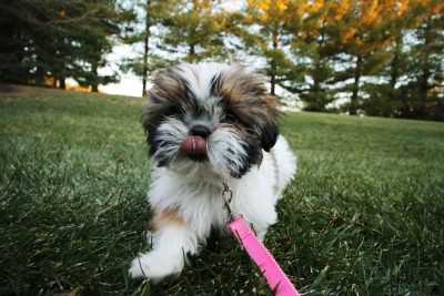 puppy on a leash