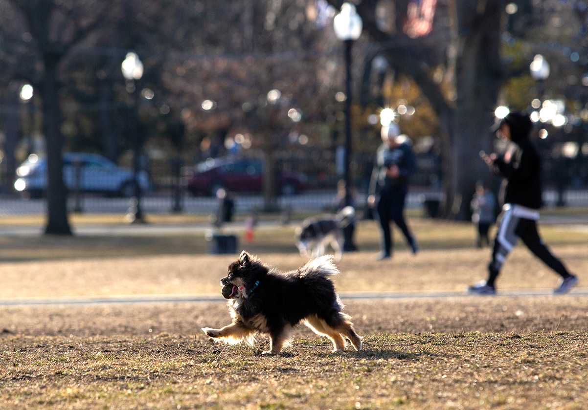 Members of the design team for the Boston Common Master Plan proposed the creation of a new dog park at a Zoom meeting on Sept. 16. LAURYN ALLEN/ DAILY FREE PRESS STAFF
