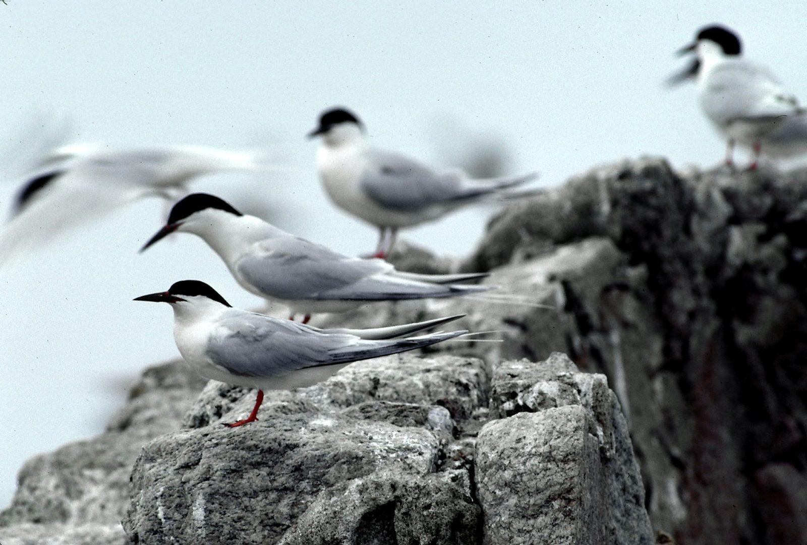 A group of roseate terns on rocks. Known for nesting along rocky coastlines, this breed of birds is one of the many species that would benefit under the Recovering America’s Wildlife Act. COURTESY OF MASSWILDLIFE
