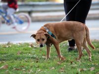 dog on a leash in cambridge massachusetts