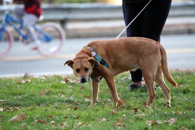 dog on a leash in cambridge massachusetts