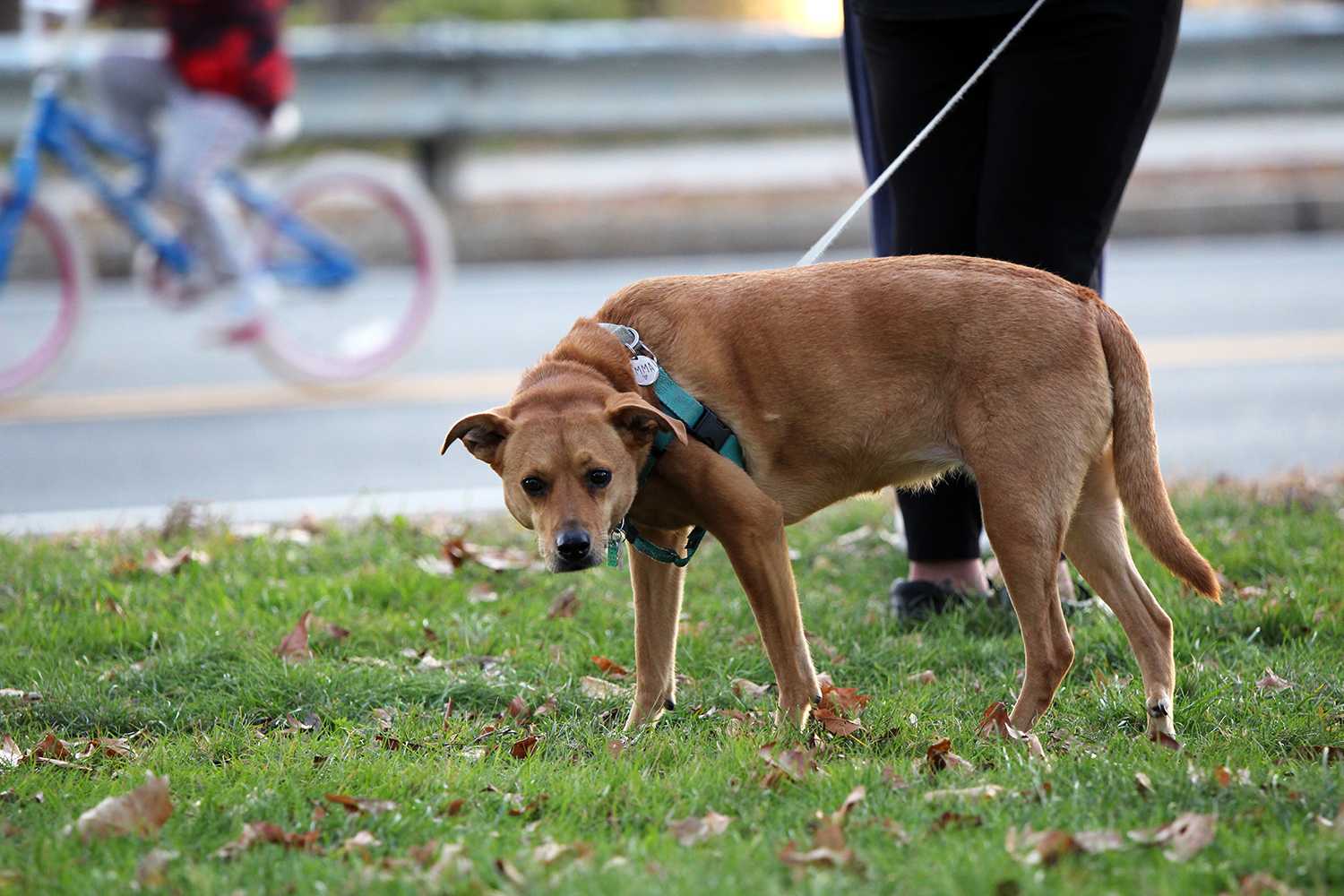 dog on a leash in cambridge massachusetts