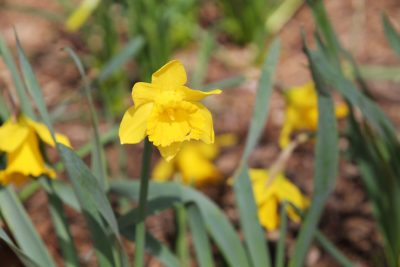 daffodil planted in a garden