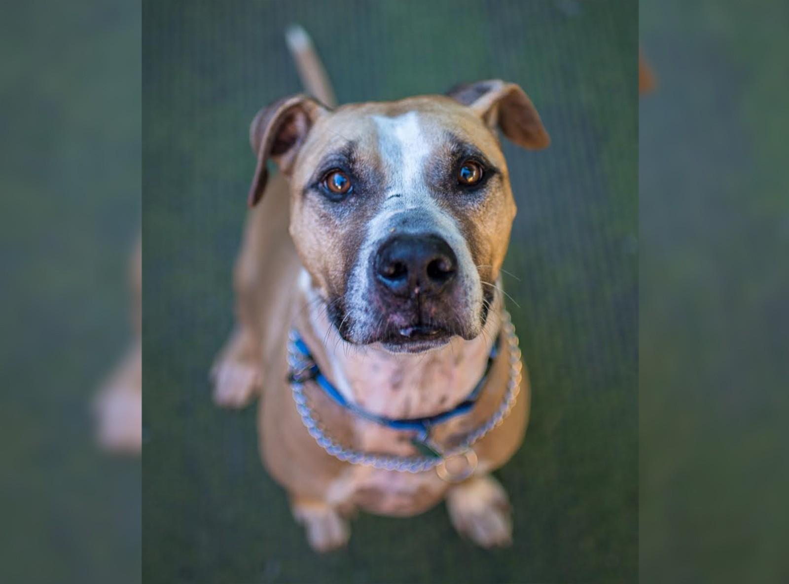 Thanks to a Facebook listing, Moose, a stray dog who spent four-and-a-half years in a no-kill animal rescue shelter in the Caribbean, recently found a new home in the Boston area. PHOTO COURTESY LAST HOPE K9 RESCUE