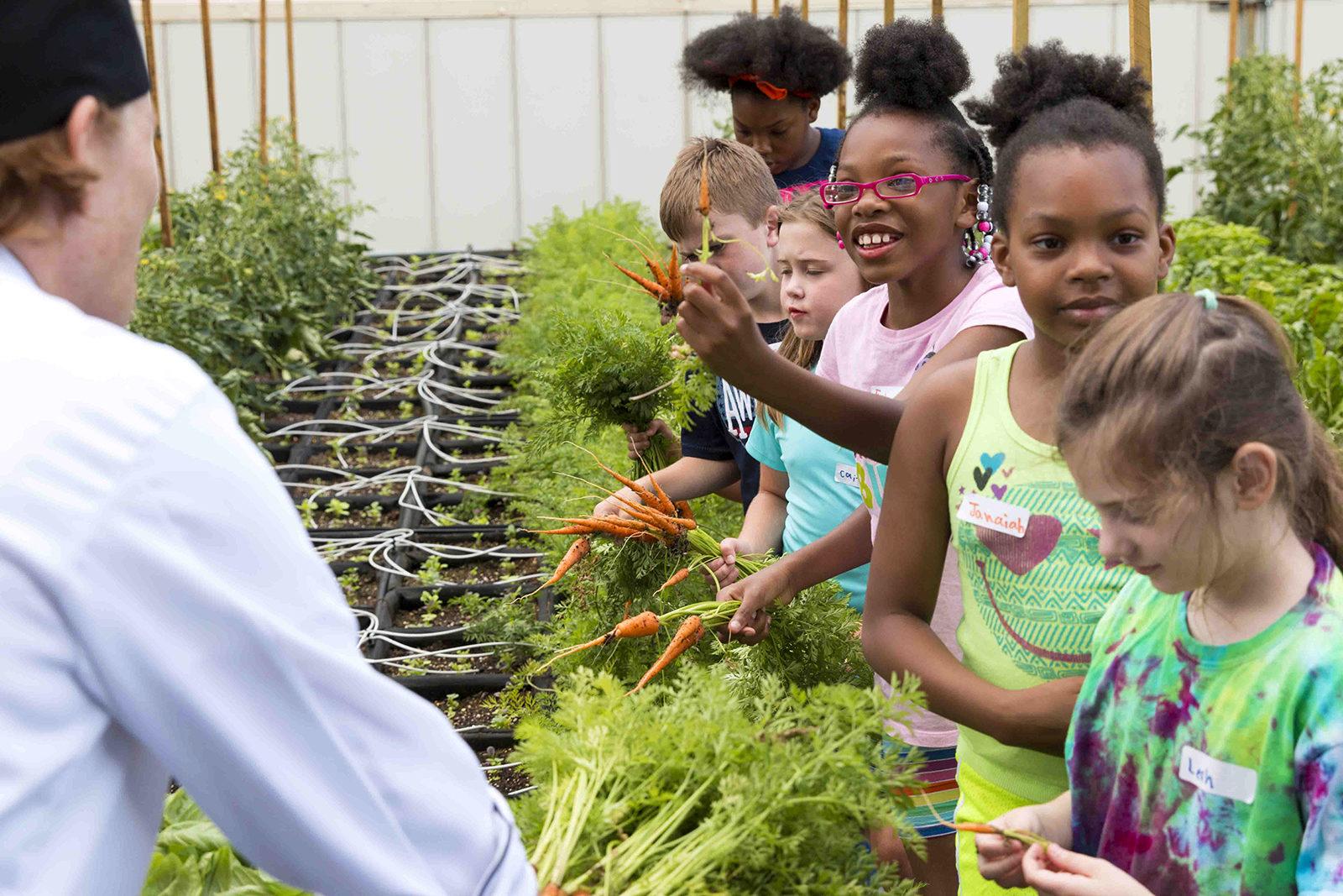 Children in the Boston Medical Center’s Summer Culinary Camp harvest produce on the BMC's green roof. PHOTO COURTESY MATT MORRIS/ BOSTON MEDICAL CENTER
