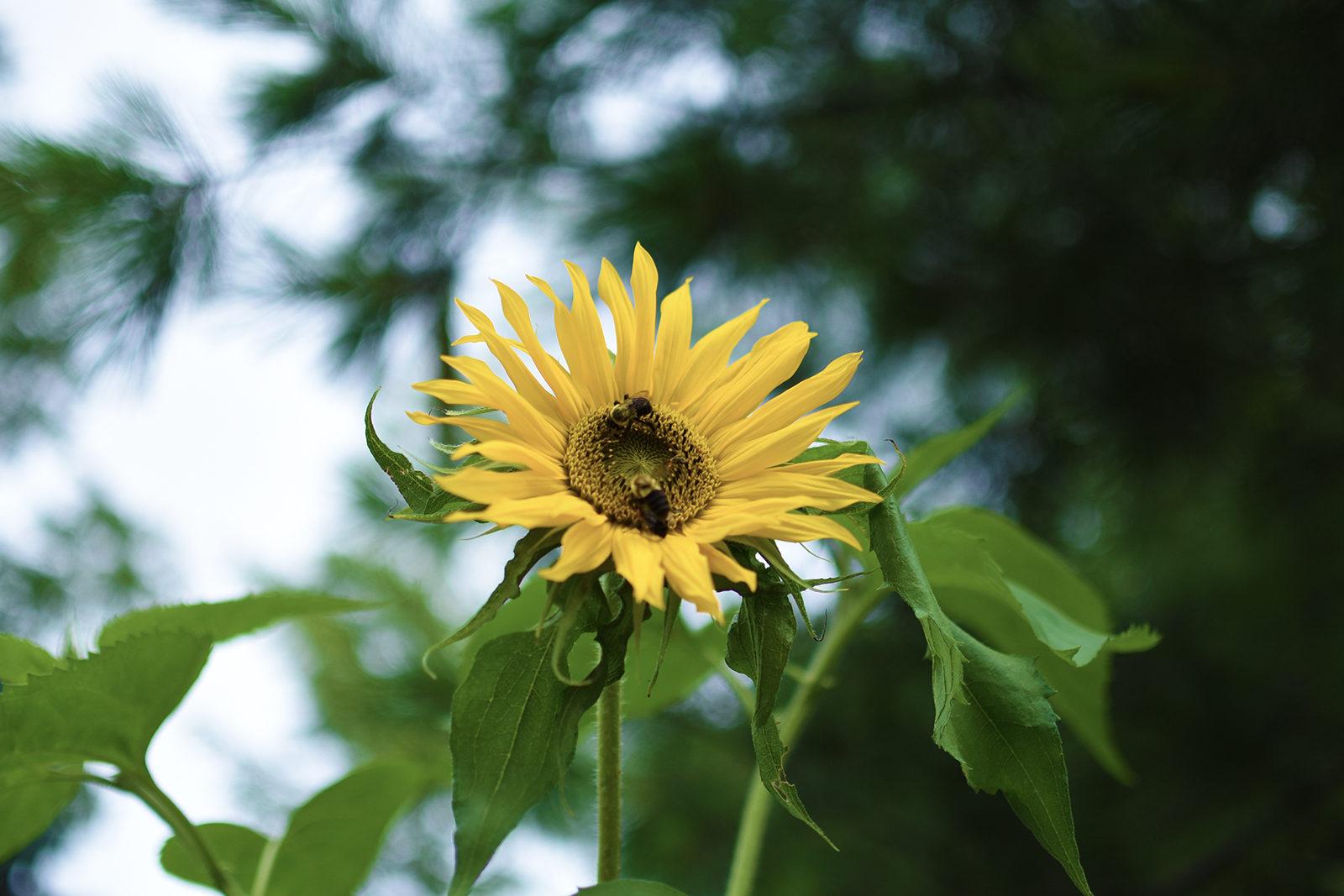 Located in the Harvard Museum of Natural Historu's "Arthropods: Creatures That Rule" section, "Bees!" is a new exhibit meant to highlight the endangered insect. PHOTO BY CHLOE GRINBERG/ DAILY FREE PRESS STAFF