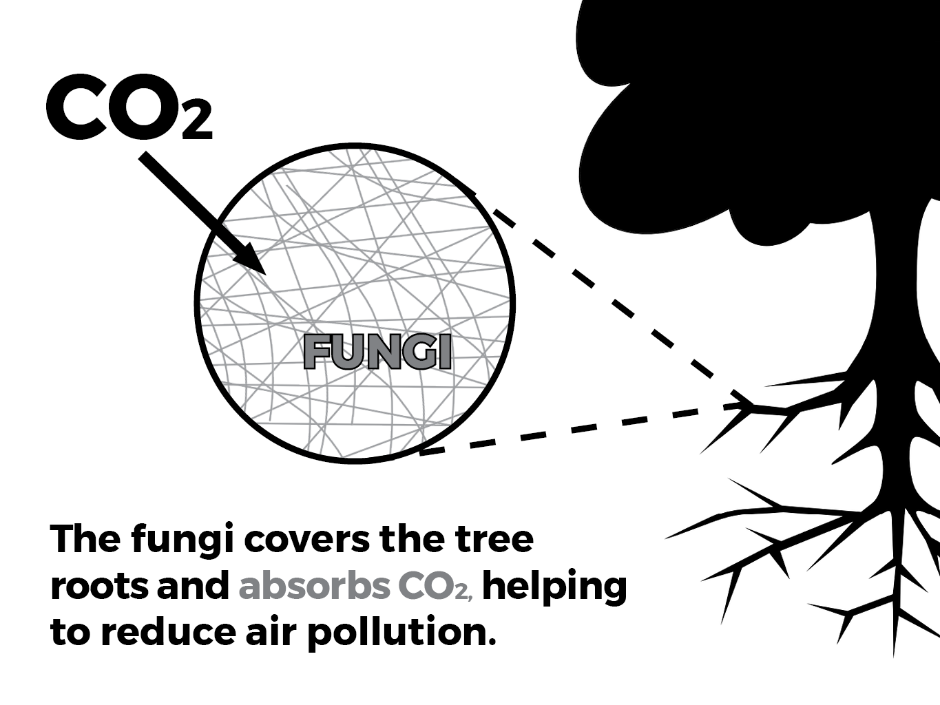 Colin Averill and Jennifer Bhatnagar, two researchers at Boston University, discovered the ability to use fungi to aid in fighting climate change. GRAPHIC BY SHAUN ROBINSON AND DIANA LEANE