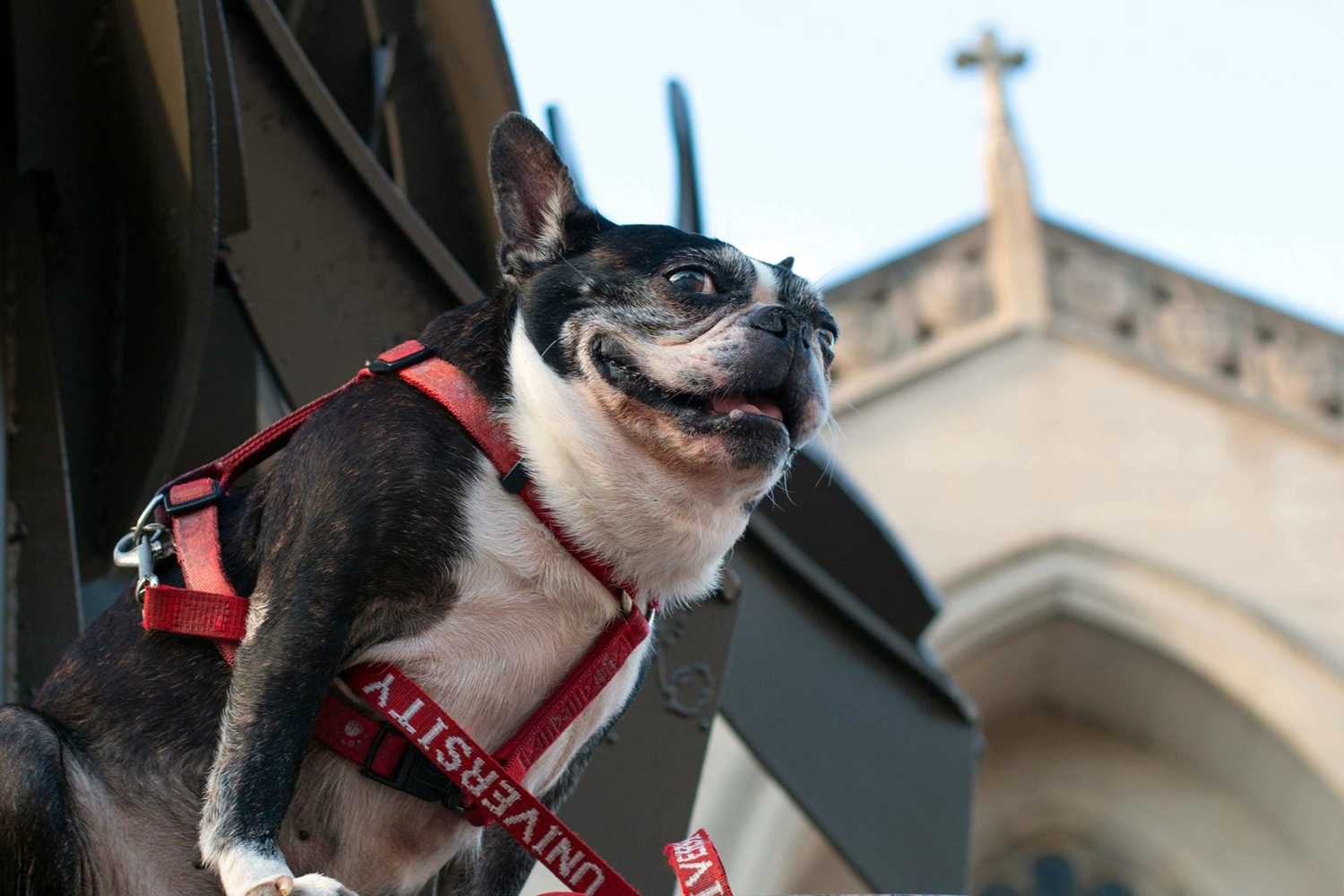 Rhett sits in front of Marsh Chapel. The Boston Terrier, who was Boston University’s unofficial mascot, died Tuesday morning. GABRIELA HUTCHINGS/ DFP FILE