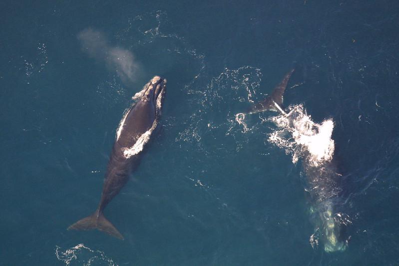 The Northern Atlantic right whale could go extinct due to climate change and human activities, according to the National Oceanic Atmospheric Association. COURTESY OF LAUREN PACKARD VIA FLICKR
