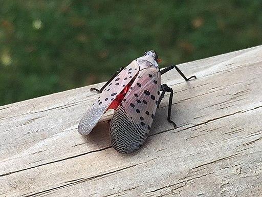 The Massachusetts Department of Agricultural Resources has detected signs of the invasive Spotted Lanternfly species in the state. COURTESY OF WALTHERY VIA WIKIMEDIA COMMONS
