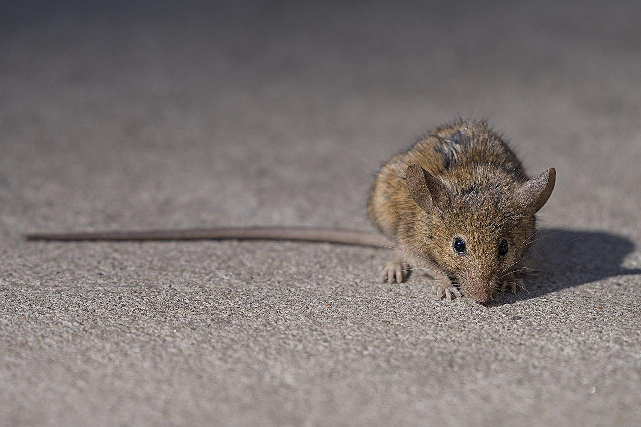 Residents of several Boston neighborhoods have noticed an increase in rodent infestations since the pandemic began. COURTESY OF G. SCOTT SEGLER VIA WIKIMEDIA COMMONS