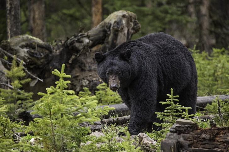 Black bear sightings are up in Massachusetts as more people spend time at home due to the COVID-19 pandemic. COURTESY OF PICKPIK
