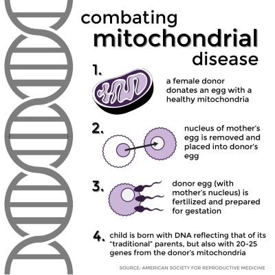 The United Kingdom’s House of Commons voted on Feb. 3 to allow research on mitochondrial DNA replacement therapy that will replace mutated mitochondria from a mother’s egg cell with that of healthy donor. GRAPHIC BY ERICA MAYBAUM AND SHIVANI PATEL/DAILY FREE PRESS STAFF 