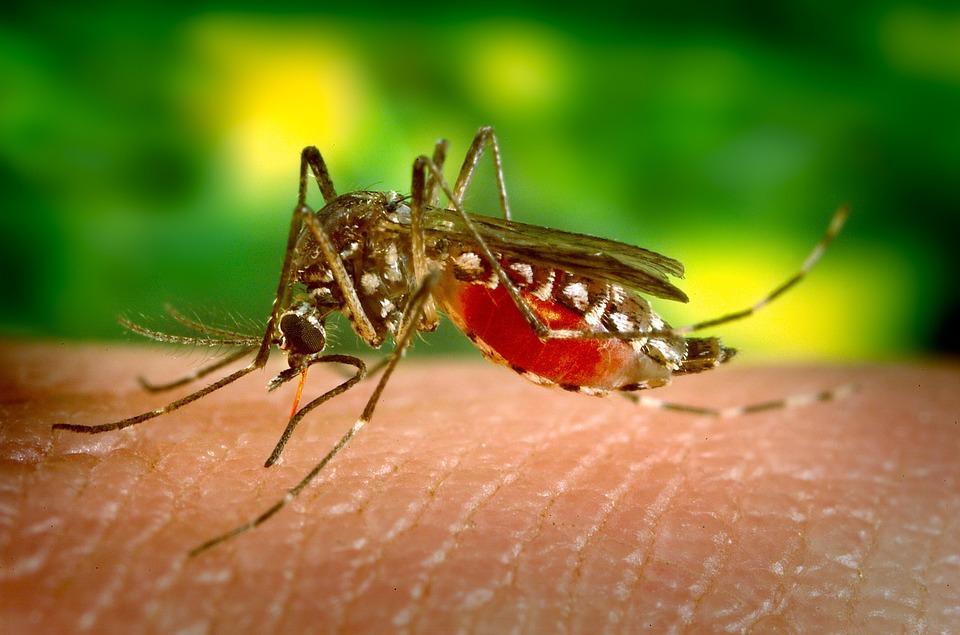 Cambridge, Newton, Somerville and Watertown were labeled “high-risk” for the West Nile virus by the Massachusetts Department of Health on Thursday. COURTESY OF PIXABAY