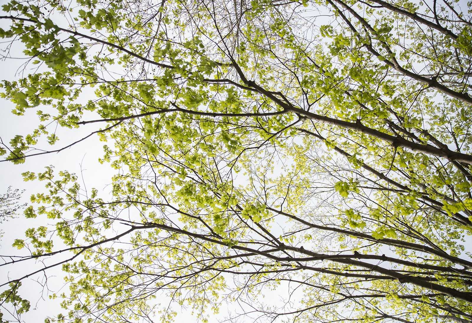 A study published Monday on the Nature Climate Change website was co-authored by BU College of Arts and Sciences Professor Ranga Myneni, and it found that carbon dioxide emissions can increase plant growth and make a “greener” earth. ILLUSTRATION BY SARAH SILBIGER/DAILY FREE PRESS STAFF