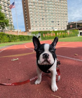 BU mourning death of unofficial mascot, Rhett, whose smile brought joy to  many - Boston News, Weather, Sports