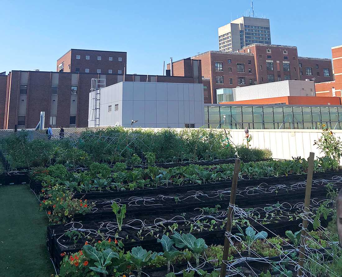 As part of Boston University's First Year Student Outreach Project (FYSOP), a group of freshmen students visited the Boston Medical Center's rooftop farm this summer to help with the clearing and planting of crops. PHOTO COURTESY OF CATRIN TRUDGILL