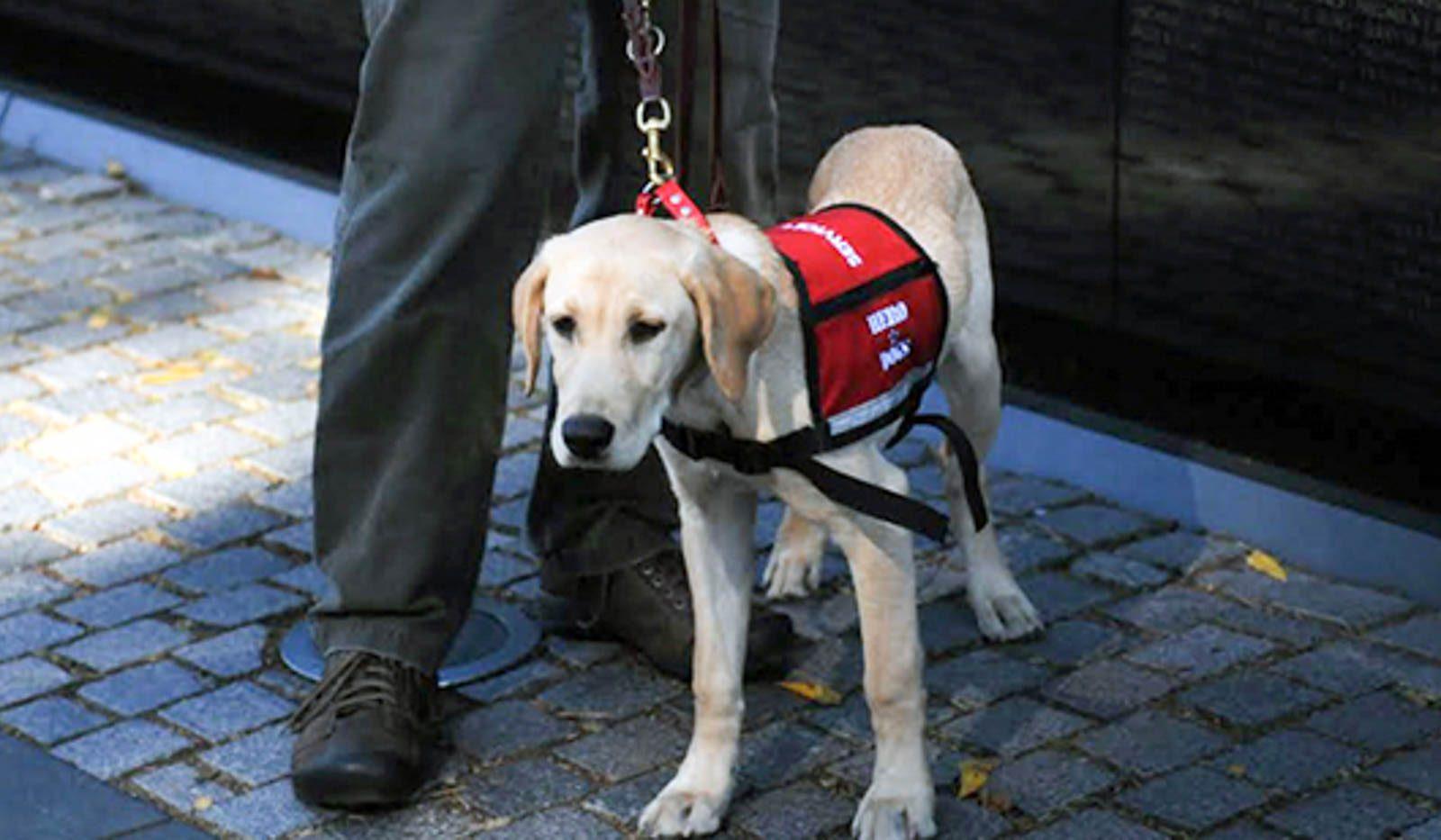 A service dog named Scruggs. A new bill that has been presented would allow certain witnesses have an emotional support dog with them on the stand during trial. PHOTO COURTESY DOD LIVE

