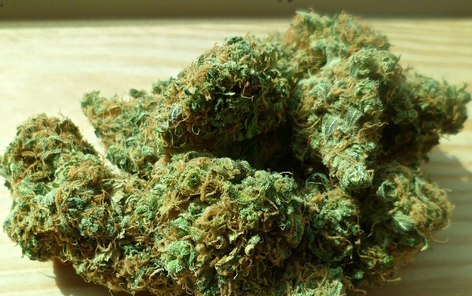 EDITORIAL: Weedmaps student ambassadors will take down social stigma